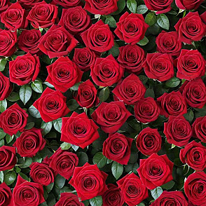 Фотозона из цветов «Красные розы»