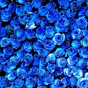 Фотозона из цветов «Голубые розы»