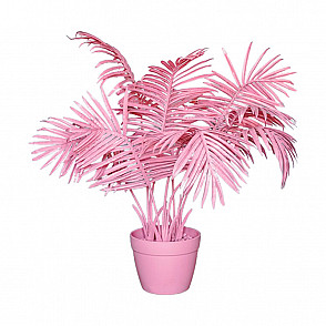 Пальма Pink